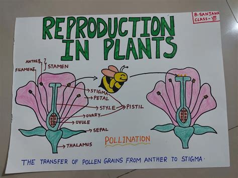 Reproduction In Plants Biology Notes Science Models Pollination