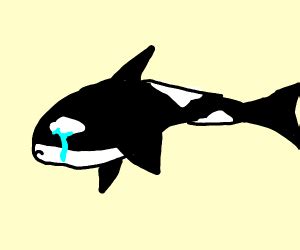 sad orca drawception