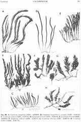 Caulerpa Brownii Figure Part Enlarge Flora Sa sketch template
