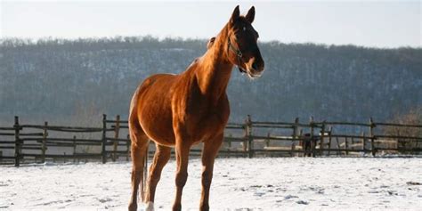 blood bay horse colors characteristics  genetics equine desire