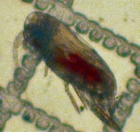 Afbeeldingsresultaten voor "scolecithricella Tenuiserrata". Grootte: 197 x 185. Bron: www.marinespecies.org