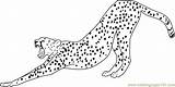 Cheetah Coloring Pages Stretching Running Color Drawing Line Printable Cheetahs Getdrawings Getcolorings Print Coloringpages101 Popular Colo sketch template