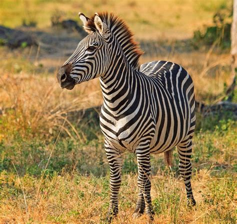exhaustive list  african animals   stunning