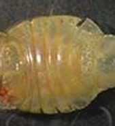 Afbeeldingsresultaten voor "platyscelus Serratulus". Grootte: 169 x 106. Bron: www.sealifebase.se