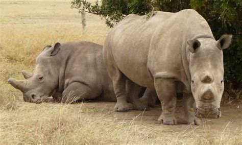 northern white female rhinos left   world read