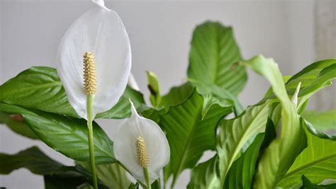 grow  attractive lush green peace lily yates