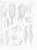 Afbeeldingsresultaten voor "monacilla Gracilis". Grootte: 74 x 100. Bron: www.marinespecies.org