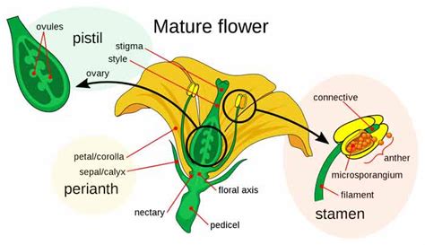 Sexual Reproduction In Flowering Plants Short Notes Of
