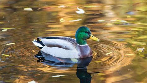 how to tell the difference between male and female ducks sciencing