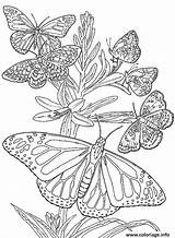 Plusieurs Papillons Papillon sketch template