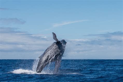 dolfijnen en walvissen fotograferen  tips vink academy