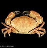 Image result for "liomera Venosa". Size: 96 x 100. Source: www.crustaceology.com