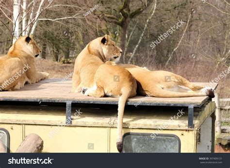 safari park beekse bergen images stock  vectors shutterstock