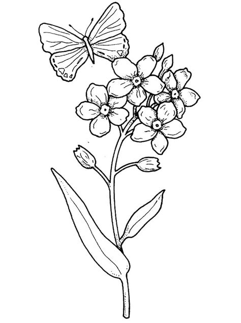 butterfly  flower coloring page  printable coloring pages  kids