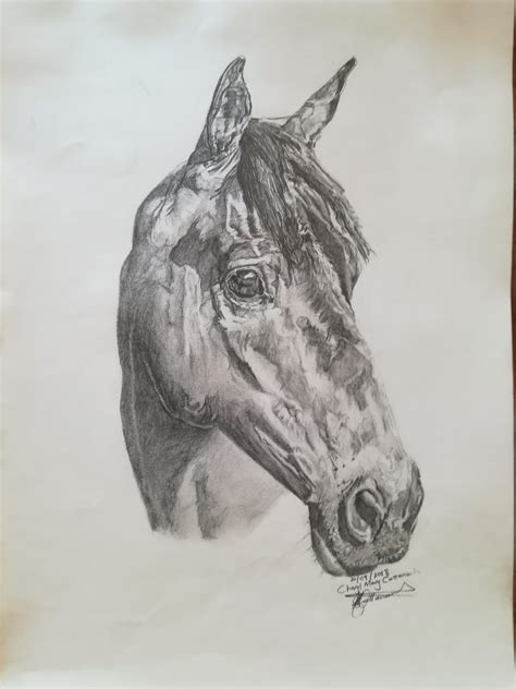 pencil drawing thoroughbred horse artwork  commission
