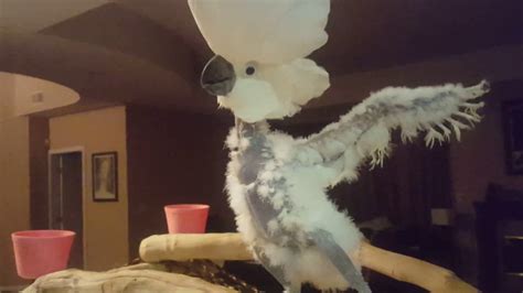 umbrella cockatoo throws  tantrum   isnt allowed  donut