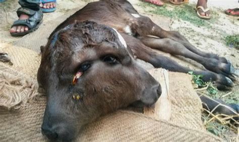 a mutant calf has been born with two heads world news uk