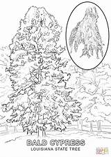 Coloring Tree Louisiana State Pages Cypress Symbols Flowers Printable Drawing Template Florida Popular Brown School Life Study Trees Coloringhome Categories sketch template