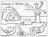 Animals Coloring Hibernating Pages Winter Printable Preschool Hibernation Kindergarten Hibernate Worksheets Sheets Choose Board sketch template