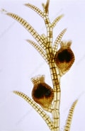 Afbeeldingsresultaten voor "siphonosphaera Polysiphonia". Grootte: 120 x 185. Bron: www.sciencephoto.com