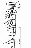 Afbeeldingsresultaten voor Acrocalanus andersoni Familie. Grootte: 106 x 185. Bron: copepodes.obs-banyuls.fr