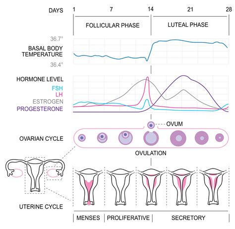 menstrual cycle simple english wikipedia the free encyclopedia