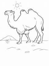 Coloring Pages Camel Animals Wild Kids Print Cartoon Color Animal Cheetah sketch template
