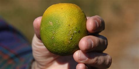 citrus fruit infestation concerns in california ahead of