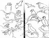 Coloring Seashore Buckingham Palace Pages Migration Geese Getcolorings Minute Last Getdrawings sketch template