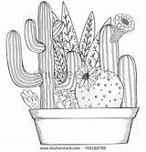Cactus Drawing Pots Suculentas Succulents Piante Grasse Colorare Cacti sketch template