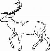 Antelope Wecoloringpage sketch template