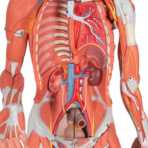3 4 Life Size Dual Sex Human Muscle Model On Metal Stand