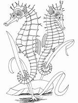 Colouring Seepferdchen Bestcoloringpagesforkids Malvorlage Hippocampe Ausmalbilder Seahorse Dover Seahorses Coloriages Doverpublications Tiere sketch template