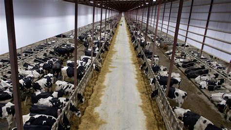 Massive Dairy Farms And Locals Debate