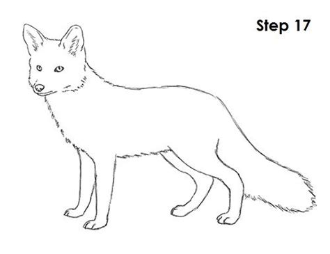 draw  red fox easy step  step pictures