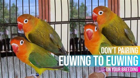 Lovebird Breeding Tips And Mutations Guide