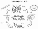 Stages Butterflies sketch template