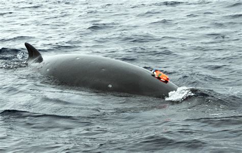 minke whales   antarctic customized animal tracking solutions