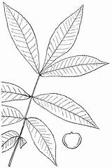 Hickory Clipart Carya Nutt Genus Raf Etc Leaves Outline Leaflets Compound Large Oval Long Usf Edu Tiff Original sketch template