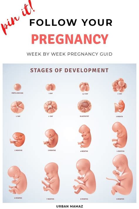 pin on pregnancy tips