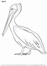 Pelican Louisiana Pelicans Drawingtutorials101 Improvements Vogels Tekeningen sketch template