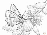 Butterfly Coloring Pages Butterflies Hairstreak Brown Drawing Flowers Printable Color sketch template