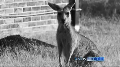 Woman Says Kangaroo ‘stalked’ Her For Two Days Before Attacking