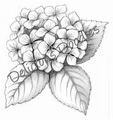 Hydrangea Tattoo Coloring Sketch Drawing Flower Drawn Blue рисунки Tattoos Para гортензии Sketches Pages Getdrawings Printable Getcolorings ботанические Designs татуировки sketch template