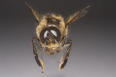 pin  melissa bolotow  honey bee landing drone bee bee honey bee