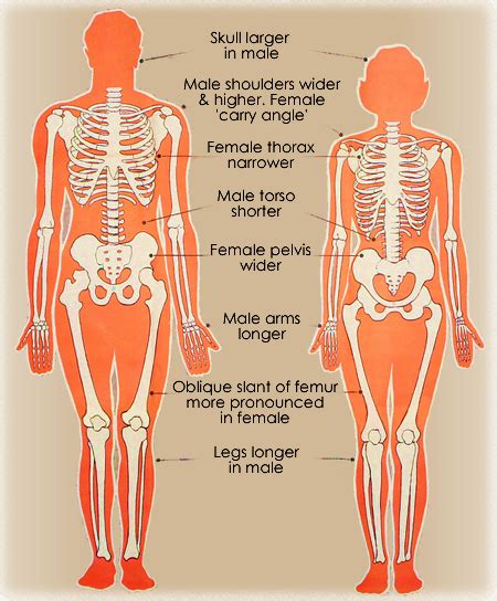 Differences Between Male And Female Skeletons Heads And