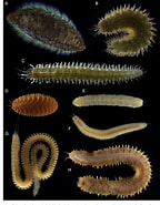 Afbeeldingsresultaten voor Aphroditidae. Grootte: 144 x 185. Bron: www.semanticscholar.org