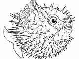 Fish Puffer Coloring Pages Sea Blowfish Squab Detailed Template Ocean Defending Spine Himself Colouring Printable Clipart Color Kids Animal Getcolorings sketch template