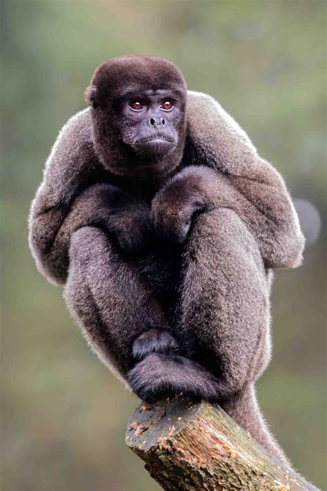 incredible amazon rainforest monkeys  heart brazil