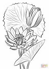 Water Lily Coloring Drawing Nymphaea Caerulea Egyptian Pages Line Supercoloring Printable Paper Drawings Draw Paintingvalley Work sketch template